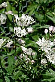 ASTRANTIA MAJOR SHAGGY MARGERY FISH