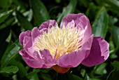 PAEONIA LACTIFLORA BOWL OF BEAUTY