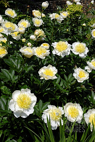 PAEONIA_LACTIFLORA_CHEDDAR_GOLD