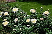 PAEONIA LACTIFLORA HONEY GOLD