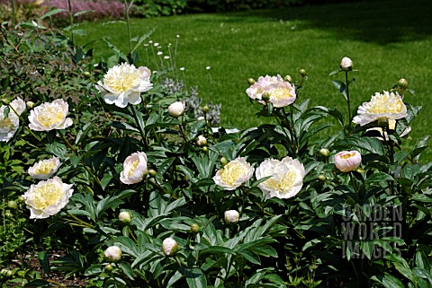 PAEONIA_LACTIFLORA_HONEY_GOLD