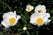 PAEONIA LACTIFLORA KRINKLED WHITE