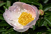 PAEONIA LACTIFLORA KRINKLED WHITE