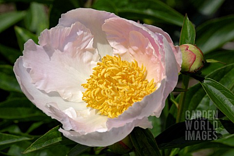 PAEONIA_LACTIFLORA_KRINKLED_WHITE