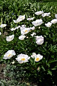 PAEONIA LACTIFLORA KRINKLED WHITE