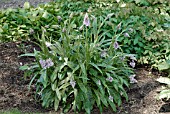 DACTYLORHIZA FUCHSII, COMMON SPOTTED ORCHID