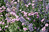 LYCHNIS CORONARIA AND NEPETA MUSSINII