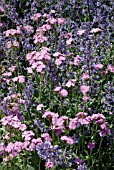 LYCHNIS CORONARIA AND NEPETA MUSSINII