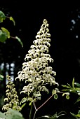 RODGERSIA PINNATA ALBA