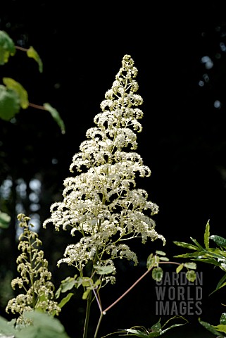 RODGERSIA_PINNATA_ALBA