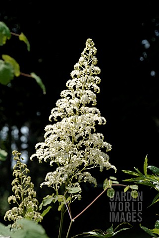 RODGERSIA_PINNATA_ALBA