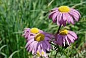 TANACETUM COCCINEUM BRENDA