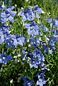 DELPHINIUM GRANDIFLORUM BLUE BUTTERFLY