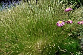 FESTUCA GAUTIERI AND TANACETUM COCCINEUM