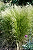 FESTUCA GAUTIERI AND DIANTHUS