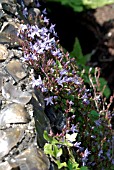 CAMPANULA POSCHARSKYANA STELLA ON FLINT WALL