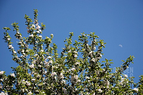 APPLE_BLOSSOM