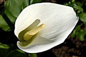 ARUM LILY, ZANTEDESCHIA AETHIOPICA