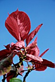 BEGONIA REX