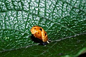 HARMONIA AXYRIDIS, HARLEQUIN LADYBIRD LARVE CHANGING INTO PUPA