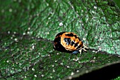 HARMONIA AXYRIDIS, HARLEQUIN LADYBIRD CHANGING FROM LARVA INTO PUPA