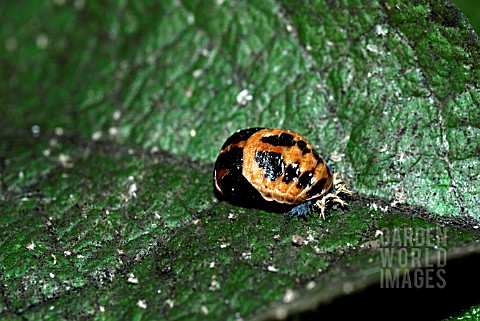 HARMONIA_AXYRIDIS_HARLEQUIN_LADYBIRD_CHANGING_FROM_LARVA_INTO_PUPA