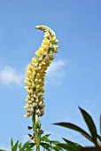 LUPIN  CHANDELIER