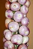 SHALLOTS REDSUN AND SPRINGFIELD