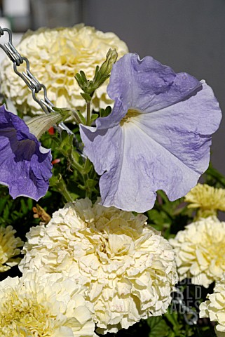 PETUNIA_FRENZY_F1_AND_MARIGOLD_FRENCH_VANILLA