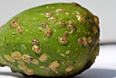 HEMISPHERICAL AND BROWN SOFT SCALE INSECTS ON FIG