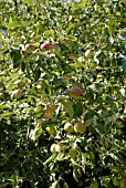 MALUS DOMESTICA, DUCHESS OF OLDENBURG APPLE