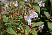 IMPATIENS GLANDULIFERA, HIMALAYAN BALSAM