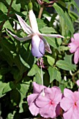 FUCHSIA DELTAS SARAH AND IMPATIENS EXPO DEEP PINK