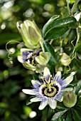 PASSIFLORA CAERULEA