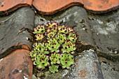 SEMPERVIVUM TECTORUM