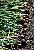 RED GARNET ONIONS