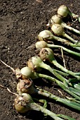 WHITE JETSET ONIONS