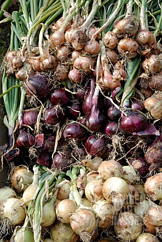 REDSUN_AND_SPRINGFIELD_SHALLOTS_GARNET_AND_JETSET_ONIONS