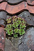 SEMPERVIVUM TECTORUM