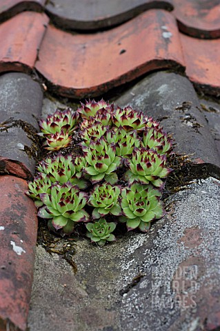 SEMPERVIVUM_TECTORUM