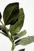 OEDEMA ON BROAD BEAN LEAVES