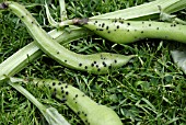 ALTERNARIA INFECTION CAUSING LEAF SPOT DISEASE ON BROAD BEAN PODS.