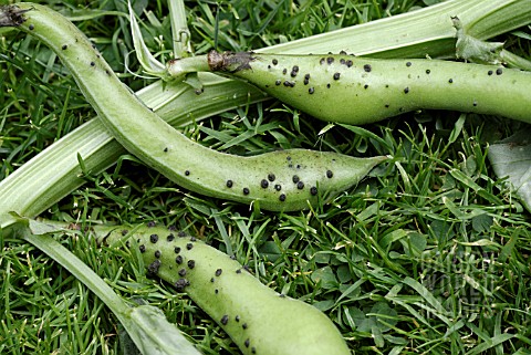 ALTERNARIA_INFECTION_CAUSING_LEAF_SPOT_DISEASE_ON_BROAD_BEAN_PODS