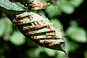 HORSE CHESTNUT LEAF BLOTCH