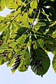 HORSE CHESTNUT LEAF BLOTCH