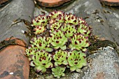 SEMPERVIVUM TECTORUM ON ROOF