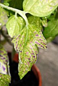 TOMATO SPOTTED WILT VIRUS