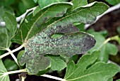 SOOTY MOULD ON FIG LEAF