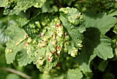 CURRANT BLISTER APHID