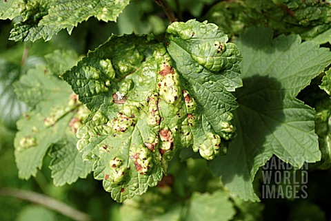 CURRANT_BLISTER_APHID